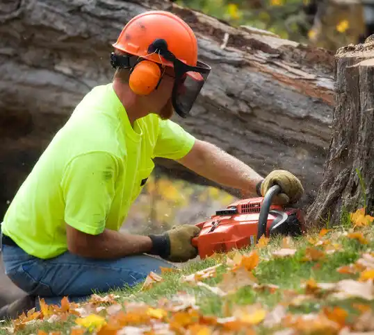 tree services Walton Park